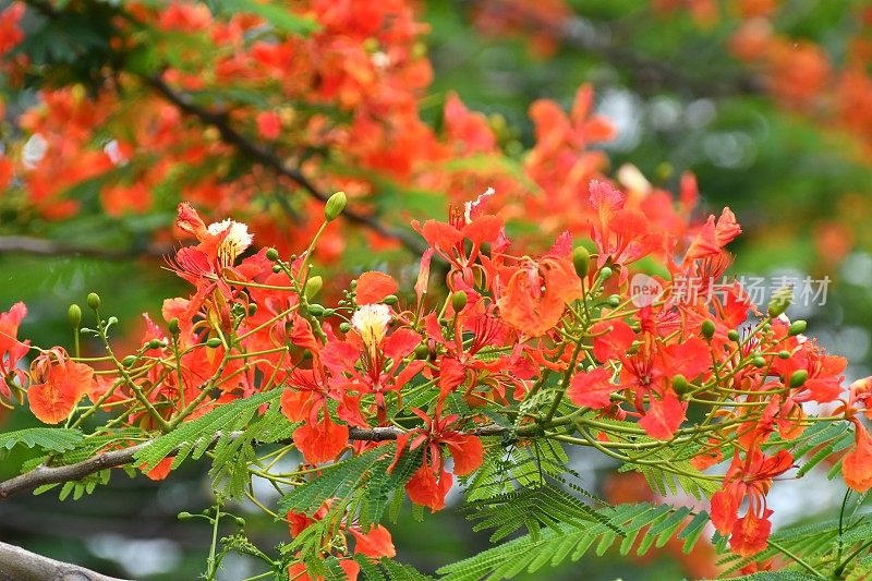 火焰树花/金凤花